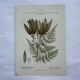Naturalist plate lithograph old flowers
