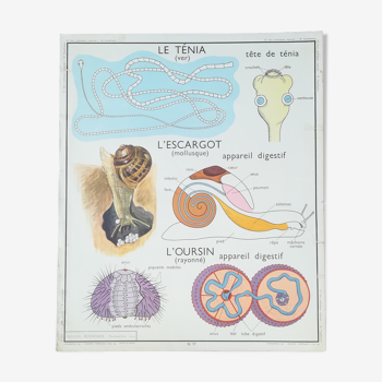 Ancienne affiche pédagogique Rossignol : Le ténia, l'escargot, l'oursin