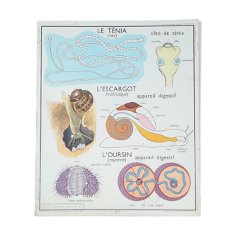 Ancient Rossignol pedagogical poster: Tapeworm, snail, sea urchin