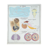 Ancienne affiche pédagogique Rossignol : Le ténia, l'escargot, l'oursin