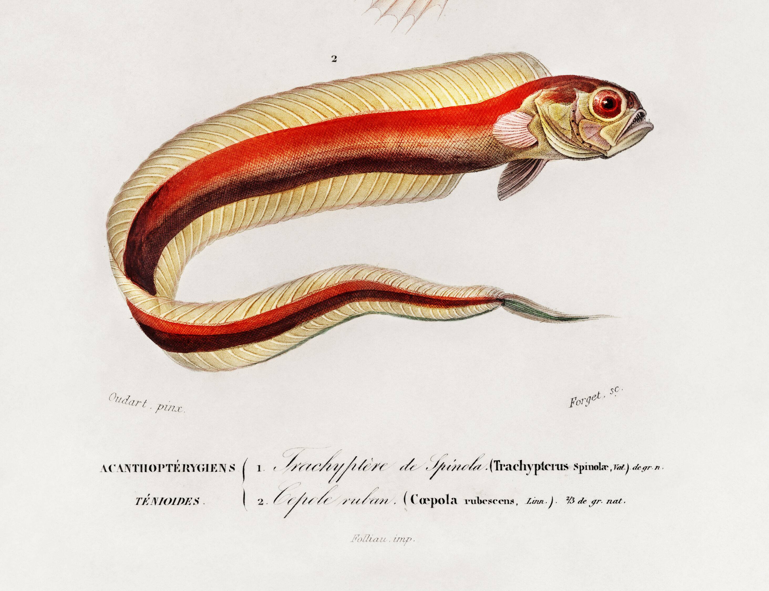 Affiche sur le poisson ruban, d’après une gravure ancienne de 1849.