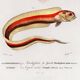 Affiche sur le poisson ruban, d’après une gravure ancienne de 1849.