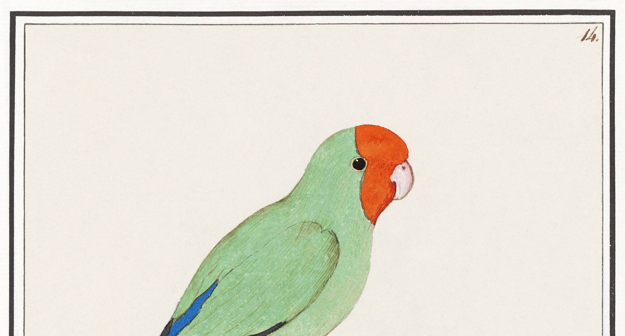 Affiche sur la "Perruche à tête rouge", d'après une gravure ancienne