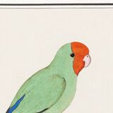 Affiche sur la "Perruche à tête rouge", d'après une gravure ancienne