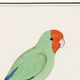Small poster on the "Red-headed Parakeet", after an old engraving