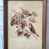 Lithograph v. sartonj cherries and small birds oak frame 50s