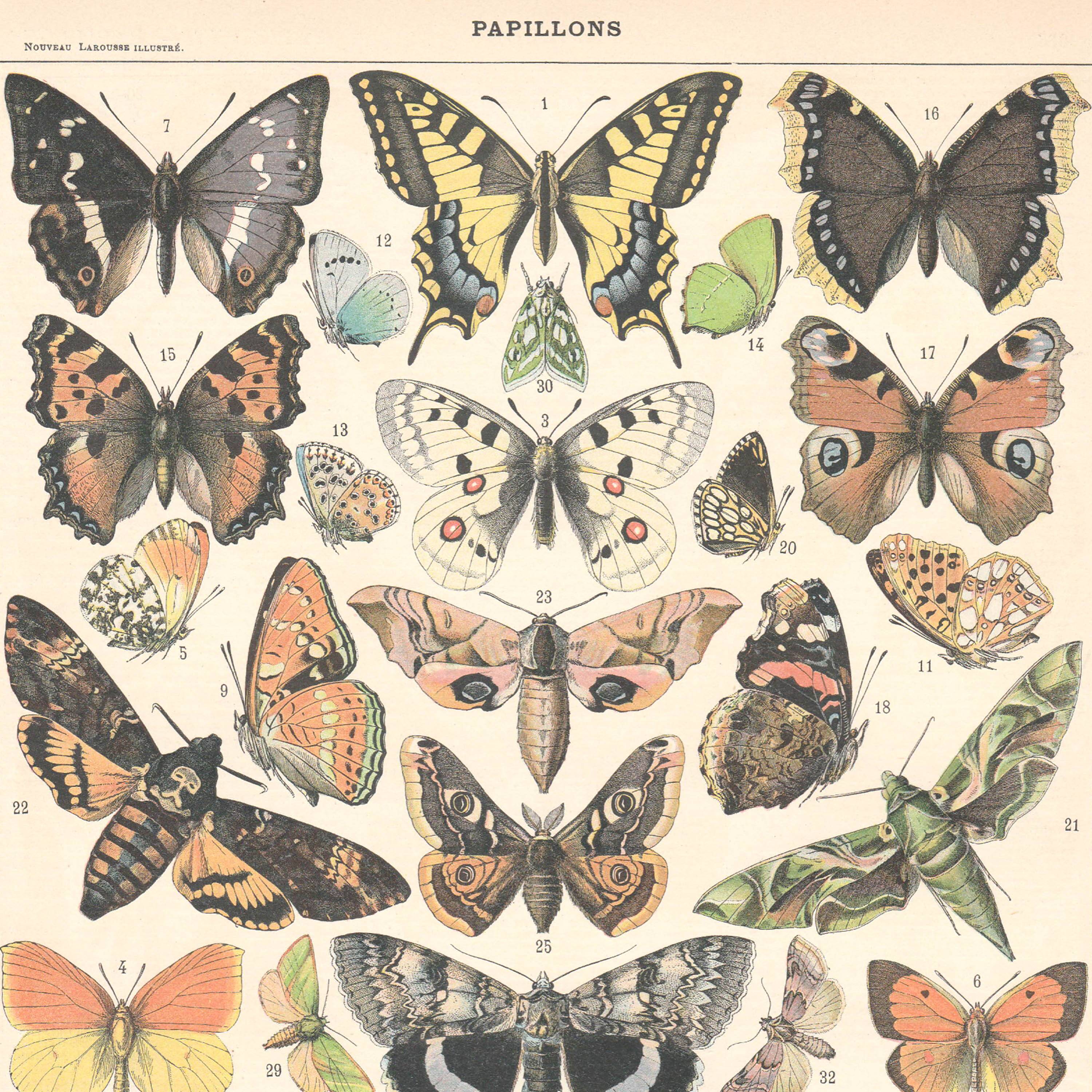 Lithograph plate butterflies of Europe 1900