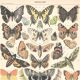 Lithograph plate butterflies of Europe 1900