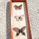 Painting with 3 butterflies