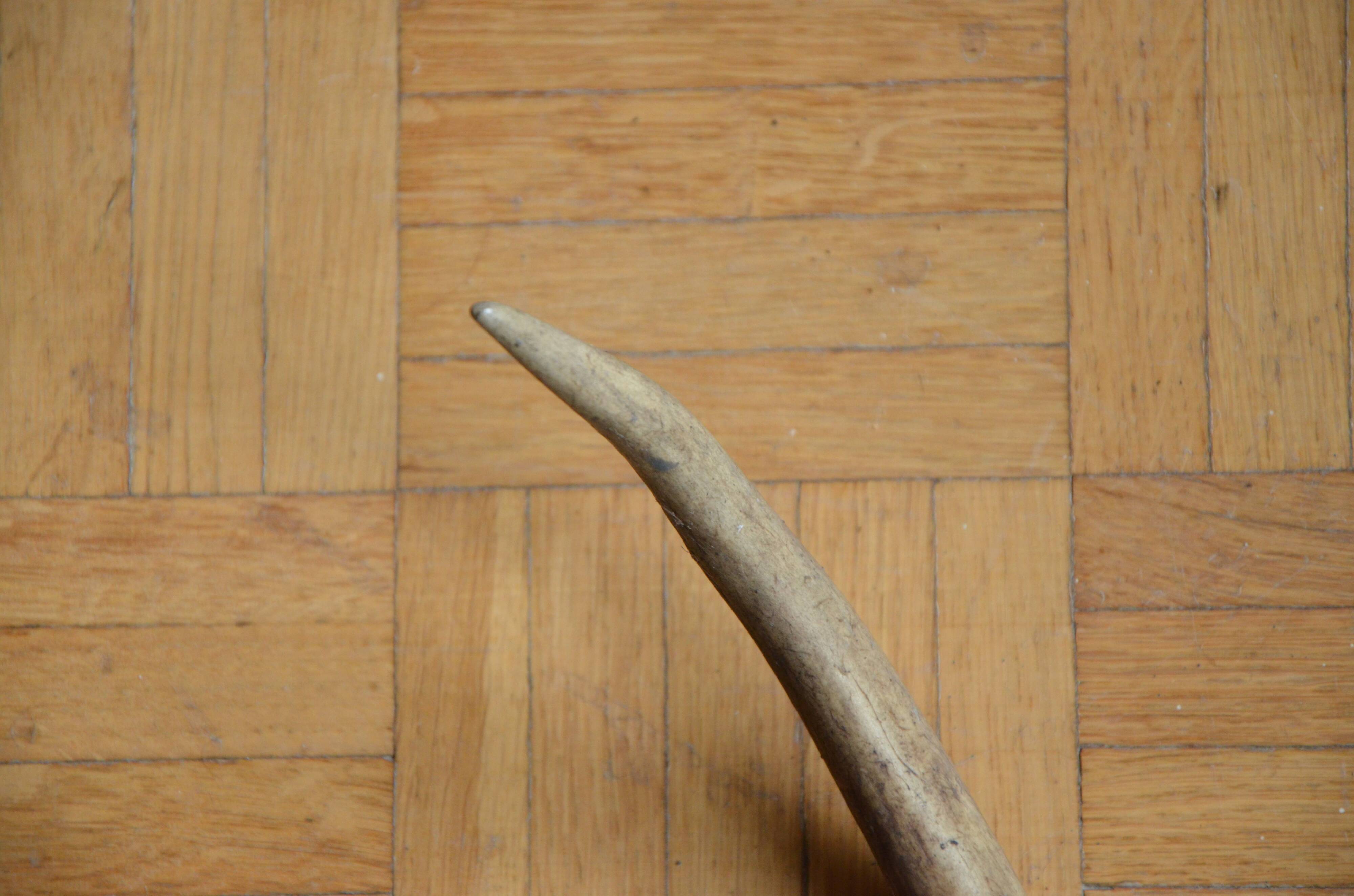 Deer antler