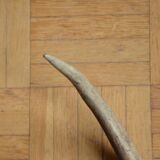 Deer antler