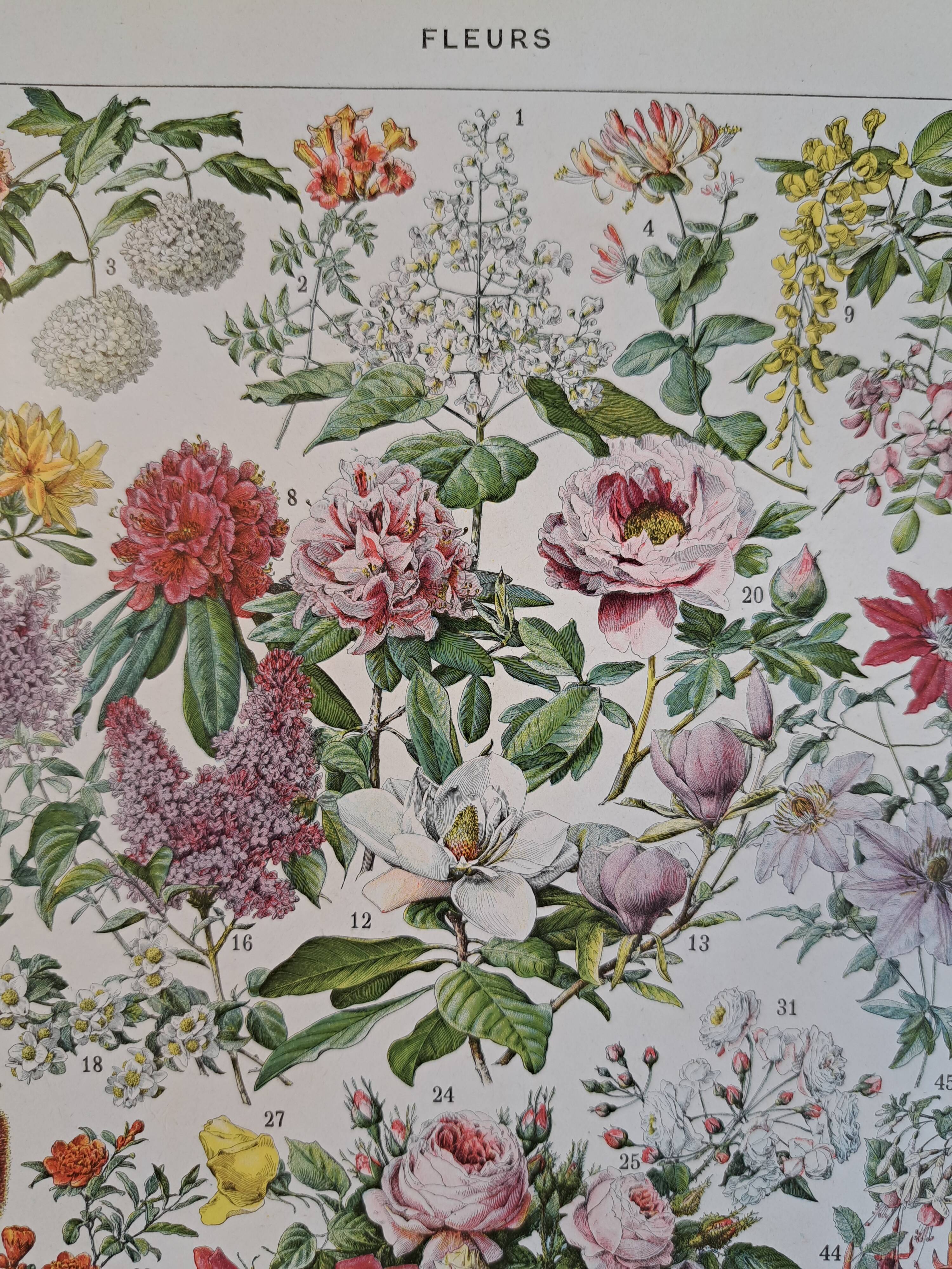 Ancienne planche botanique « Fleurs – Arbres et arbisseaux » – 1930
