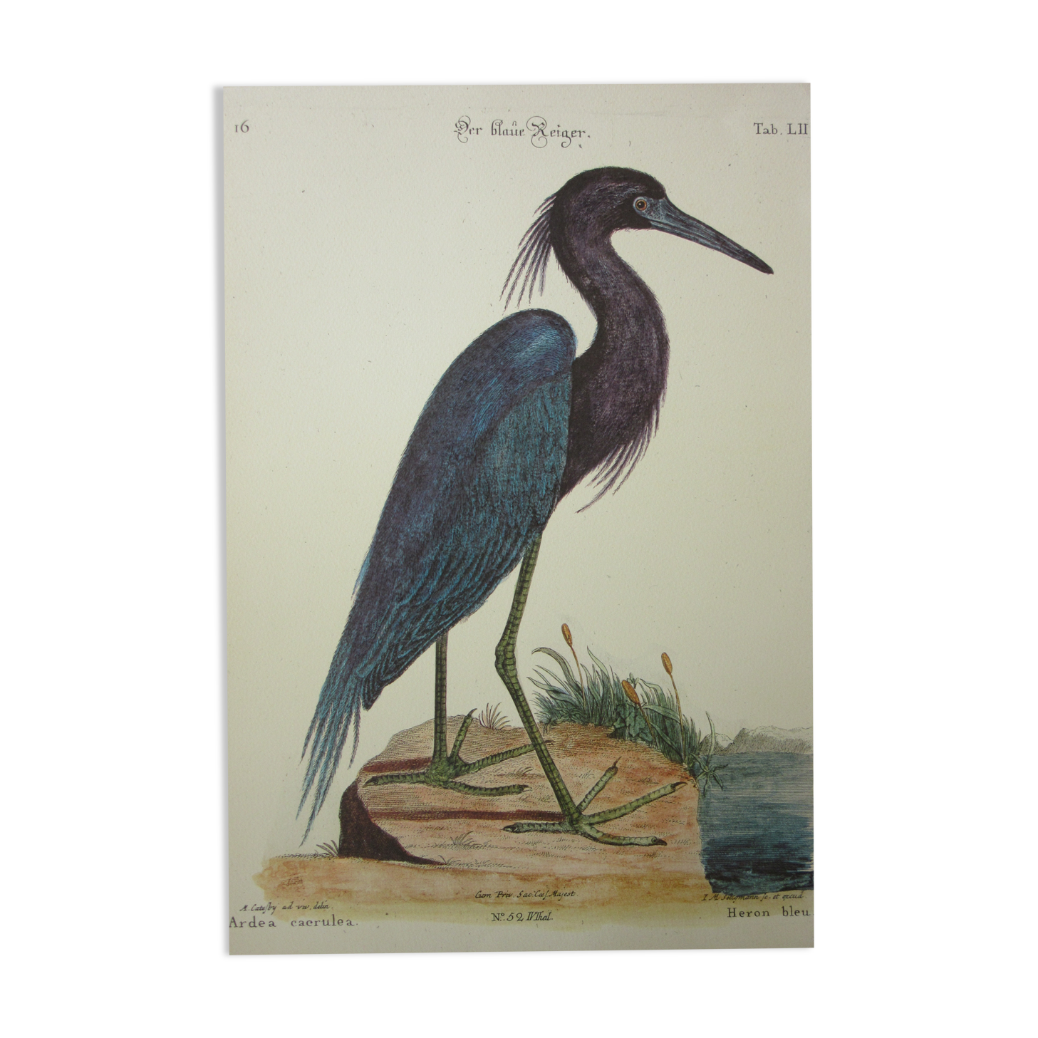 Engraving bird, blue heron, repro Catesby/Seligmann