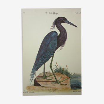 Gravure oiseau, héron bleu, repro Catesby/Seligmann