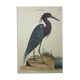 Gravure oiseau, héron bleu, repro Catesby/Seligmann