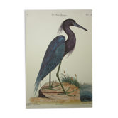 Gravure oiseau, héron bleu, repro Catesby/Seligmann