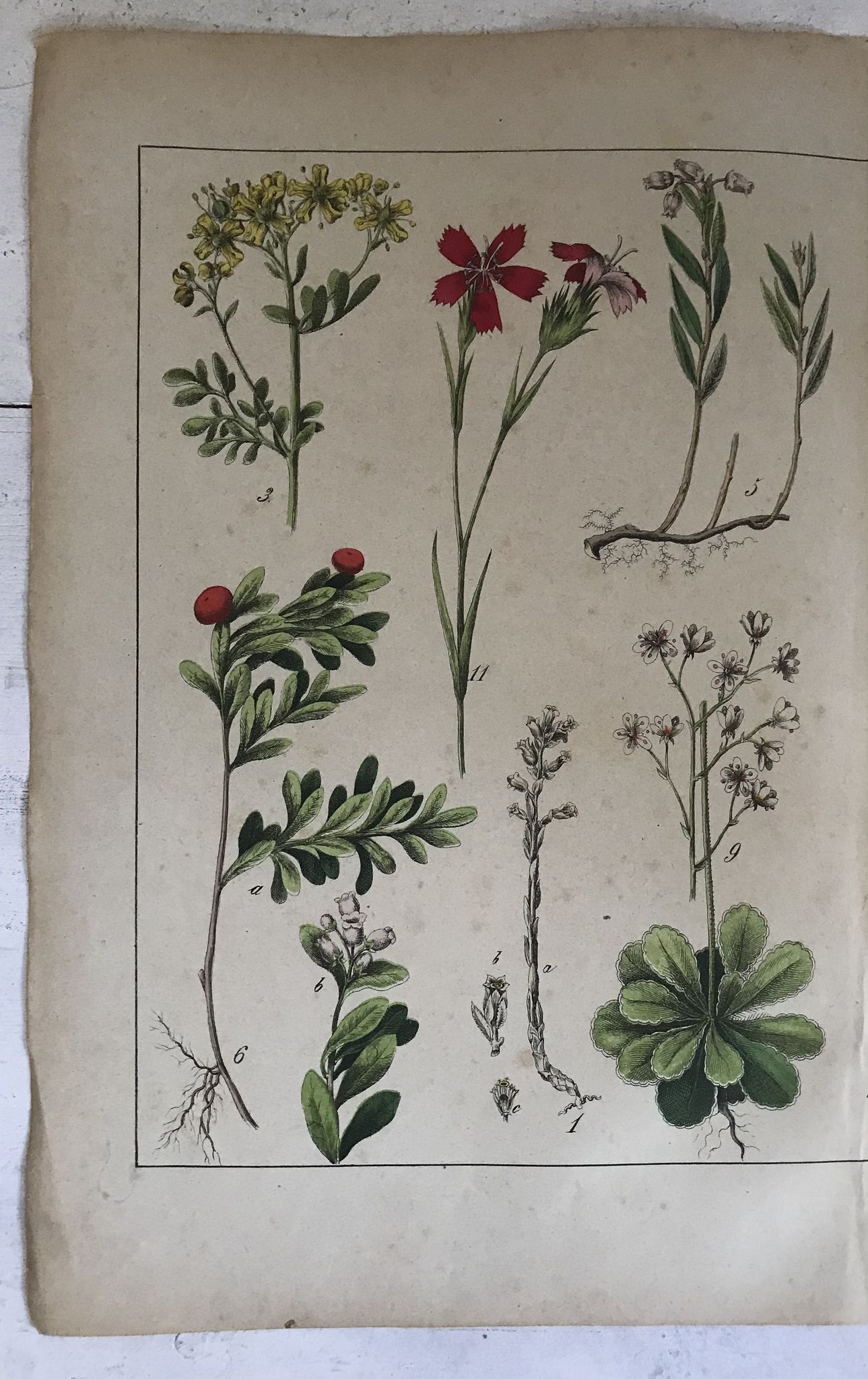 Planche botanique du XIXeme 32x42