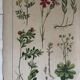 19th 32x42 botanical plank