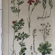 Planche botanique du XIXeme 32x42