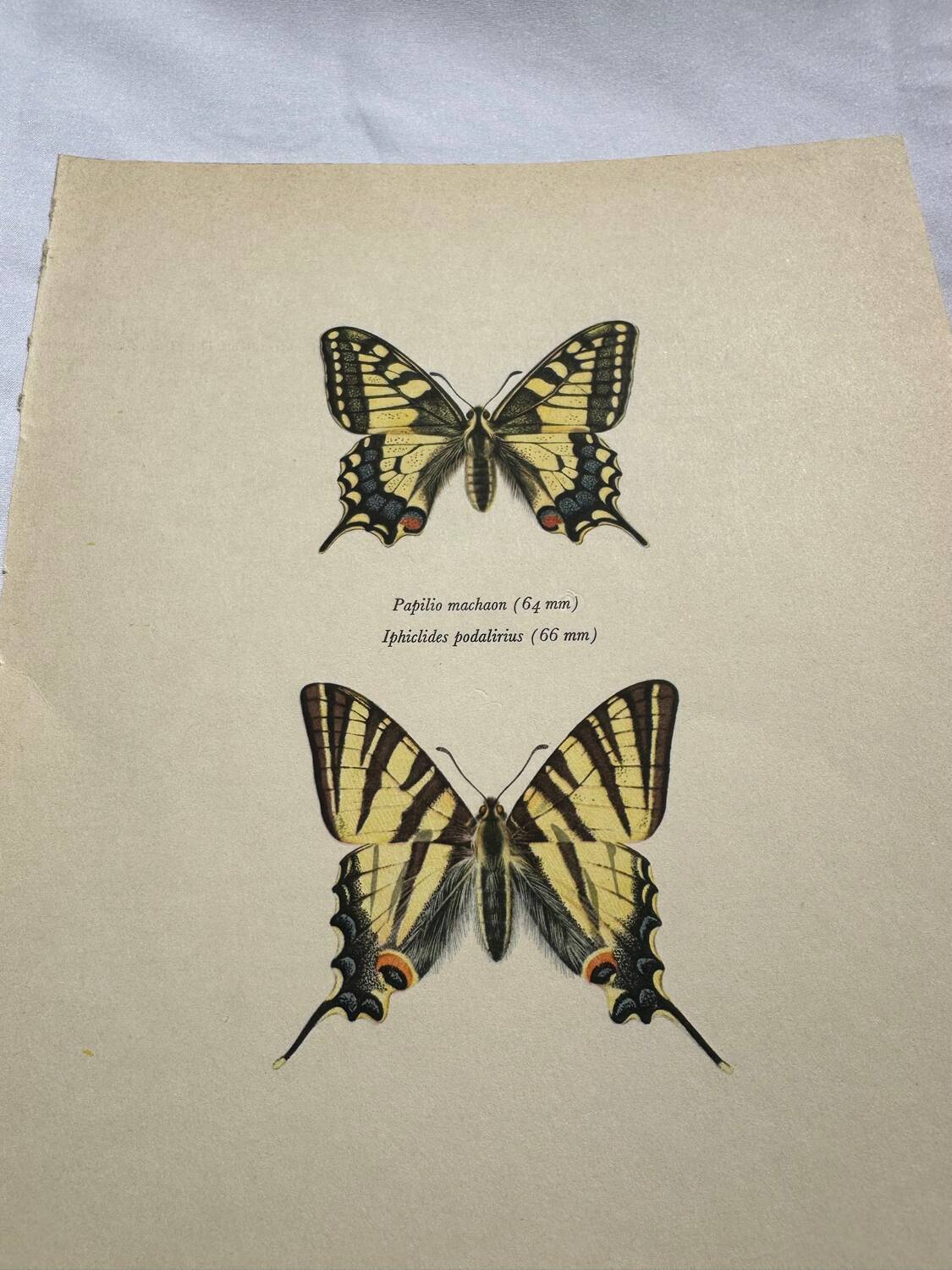 Antique engraving of a colorful butterfly from the early 1900s, a naturalist botanical plate