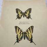 Antique engraving of a colorful butterfly from the early 1900s, a naturalist botanical plate