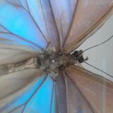 Stuffed butterfly