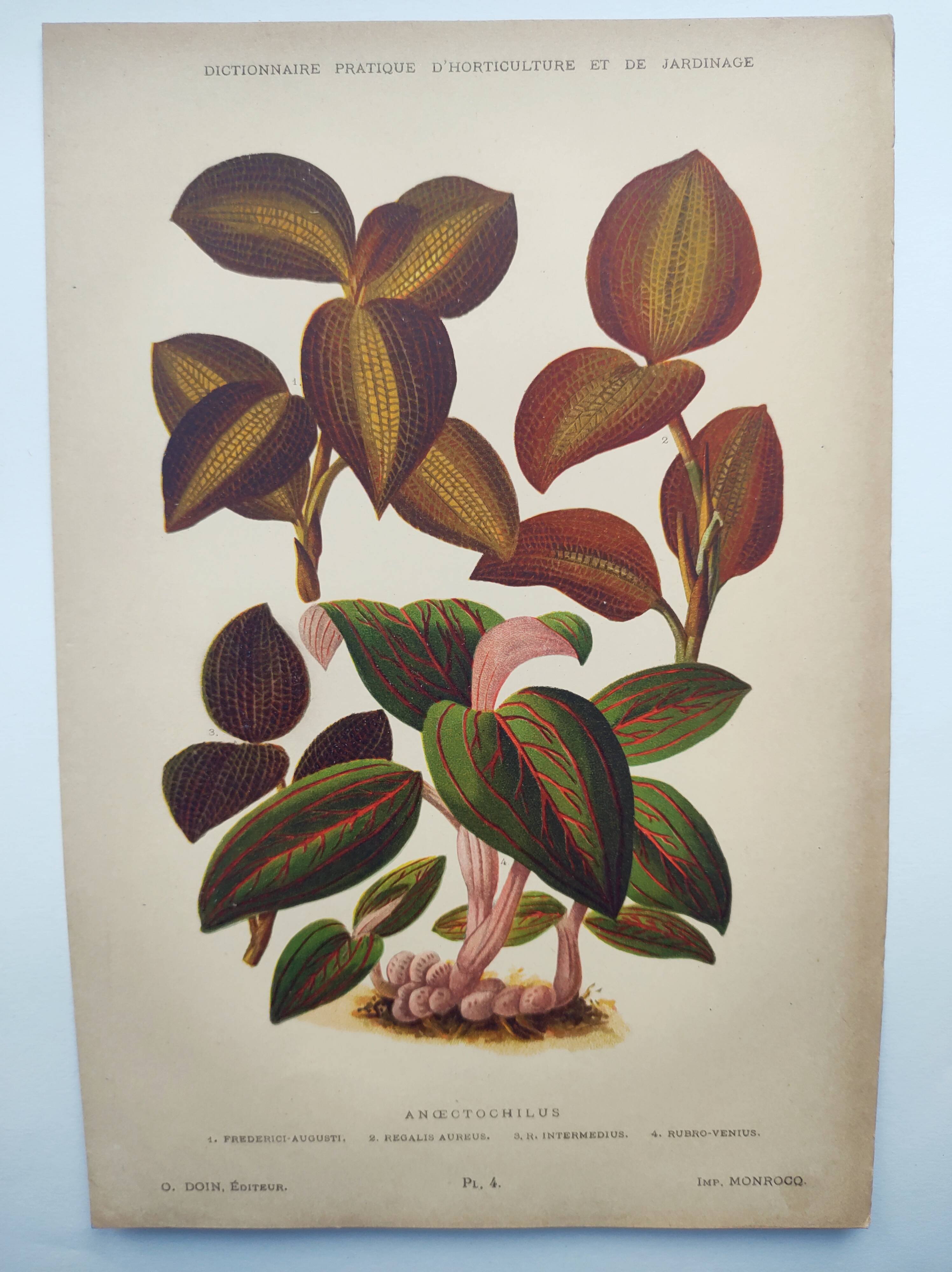Botanical engraving from 1897 - Anoectochile - Original plate. Ancient nature lithograph of flower