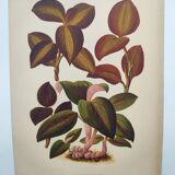 Botanical engraving from 1897 - Anoectochile - Original plate. Ancient nature lithograph of flower