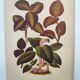 Botanical engraving from 1897 - Anoectochile - Original plate. Ancient nature lithograph of flower