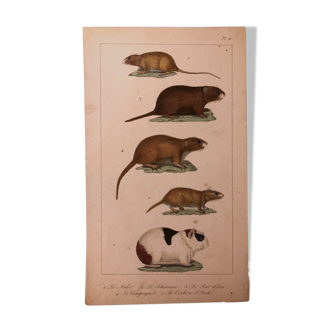 Lithograph late 19th watercolor animals