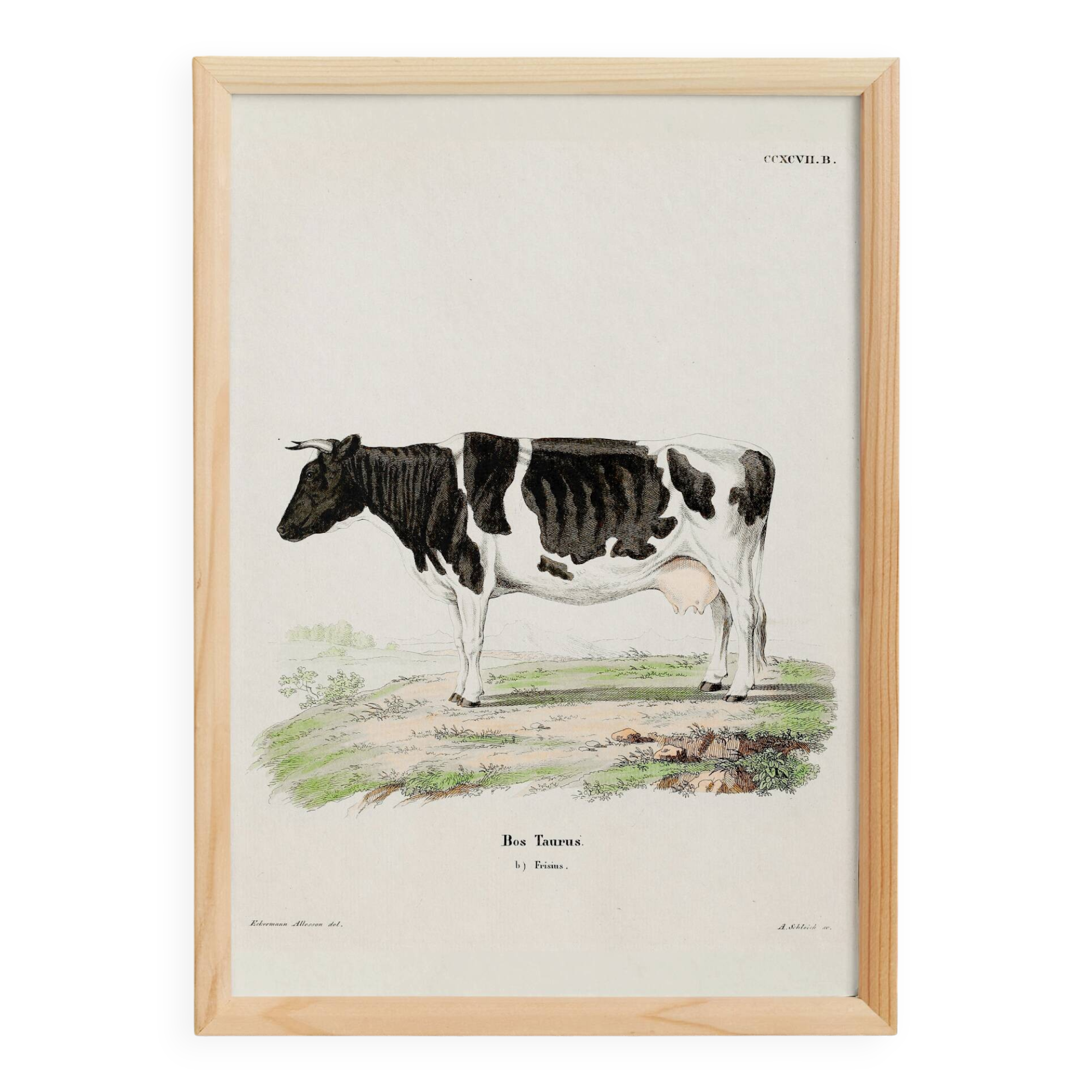 Poster about a cow, based on an old engraving from 1774.