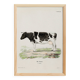 Poster about a cow, based on an old engraving from 1774.