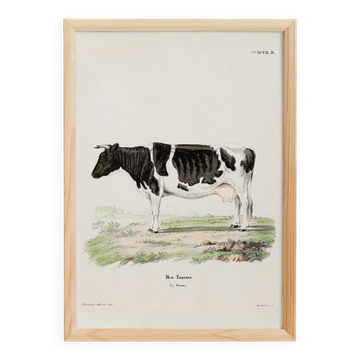 Poster about a cow, based on an old engraving from 1774.