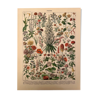 Lithograph engraving flowers of 1897 amaranth