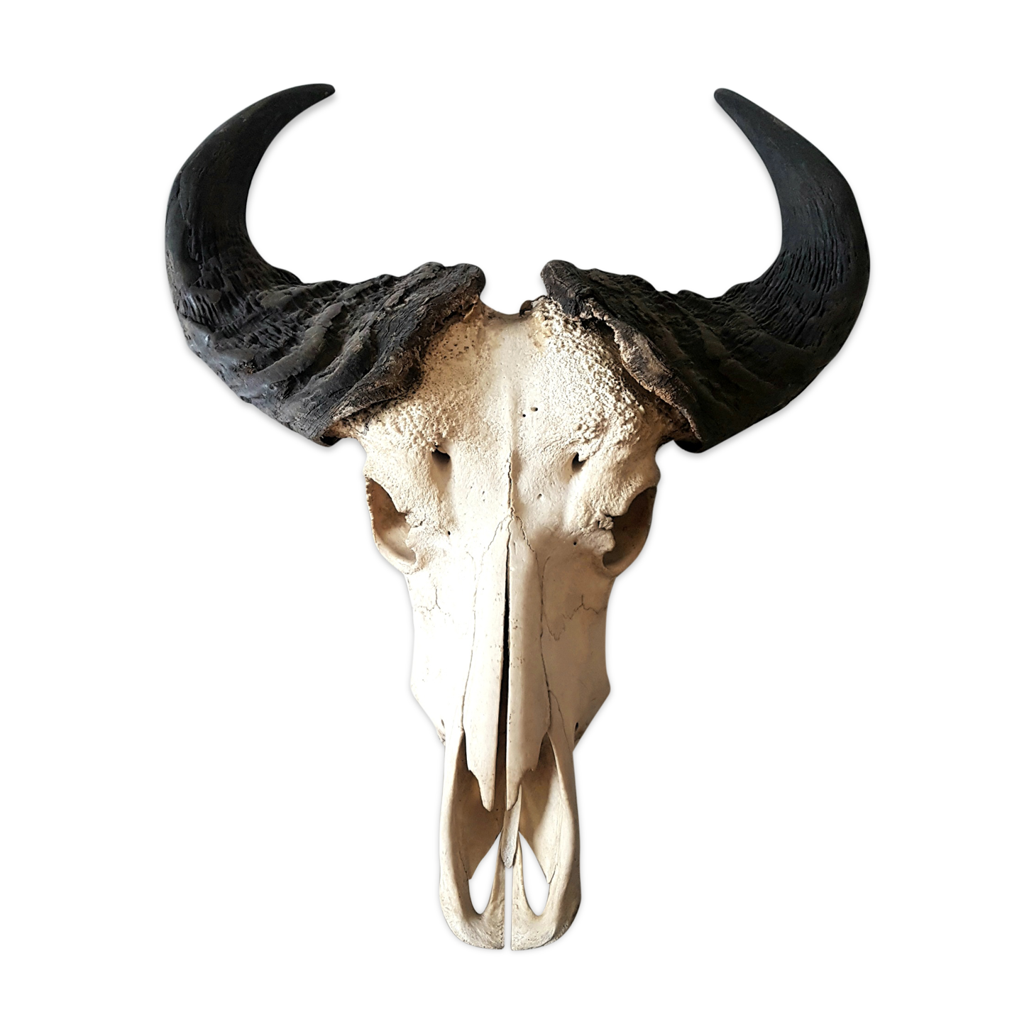 Crane buffalo taxidermy massacre