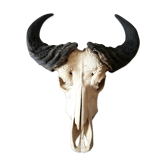 Crane de buffle taxidermie massacre