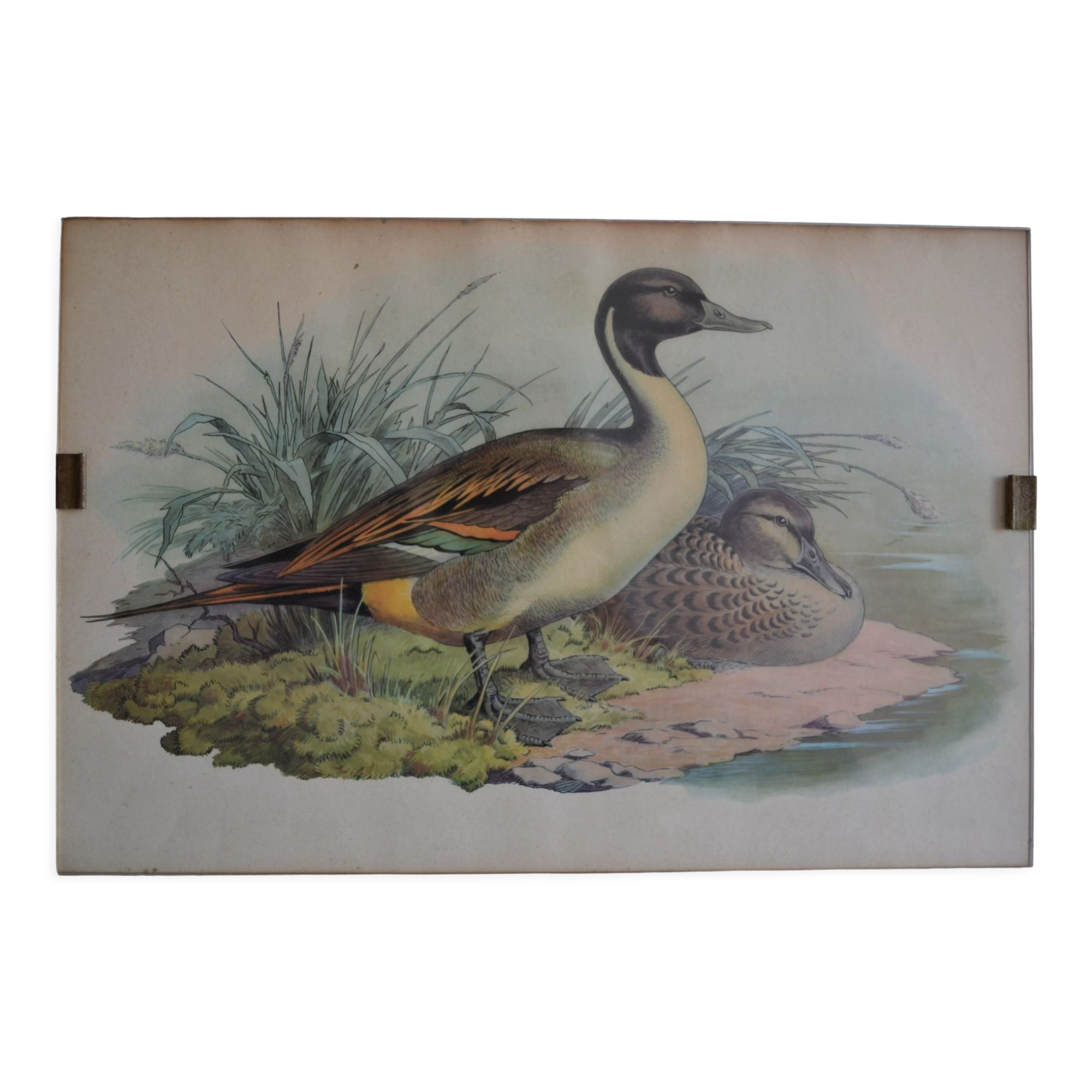 Vintage animal print ducks