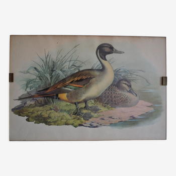 Vintage animal print ducks