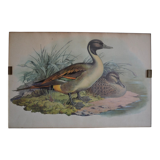 Vintage animal print ducks