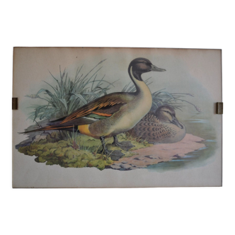 Estampe animalière vintage canards