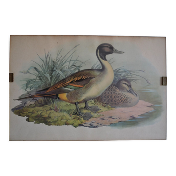 Estampe animalière vintage canards