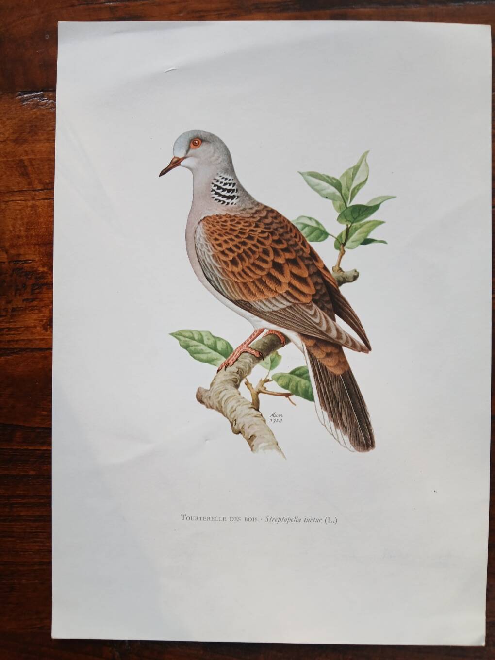 Set of 3 zoological posters birds - turtledoves - snipe