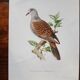 Set of 3 zoological posters birds - turtledoves - snipe
