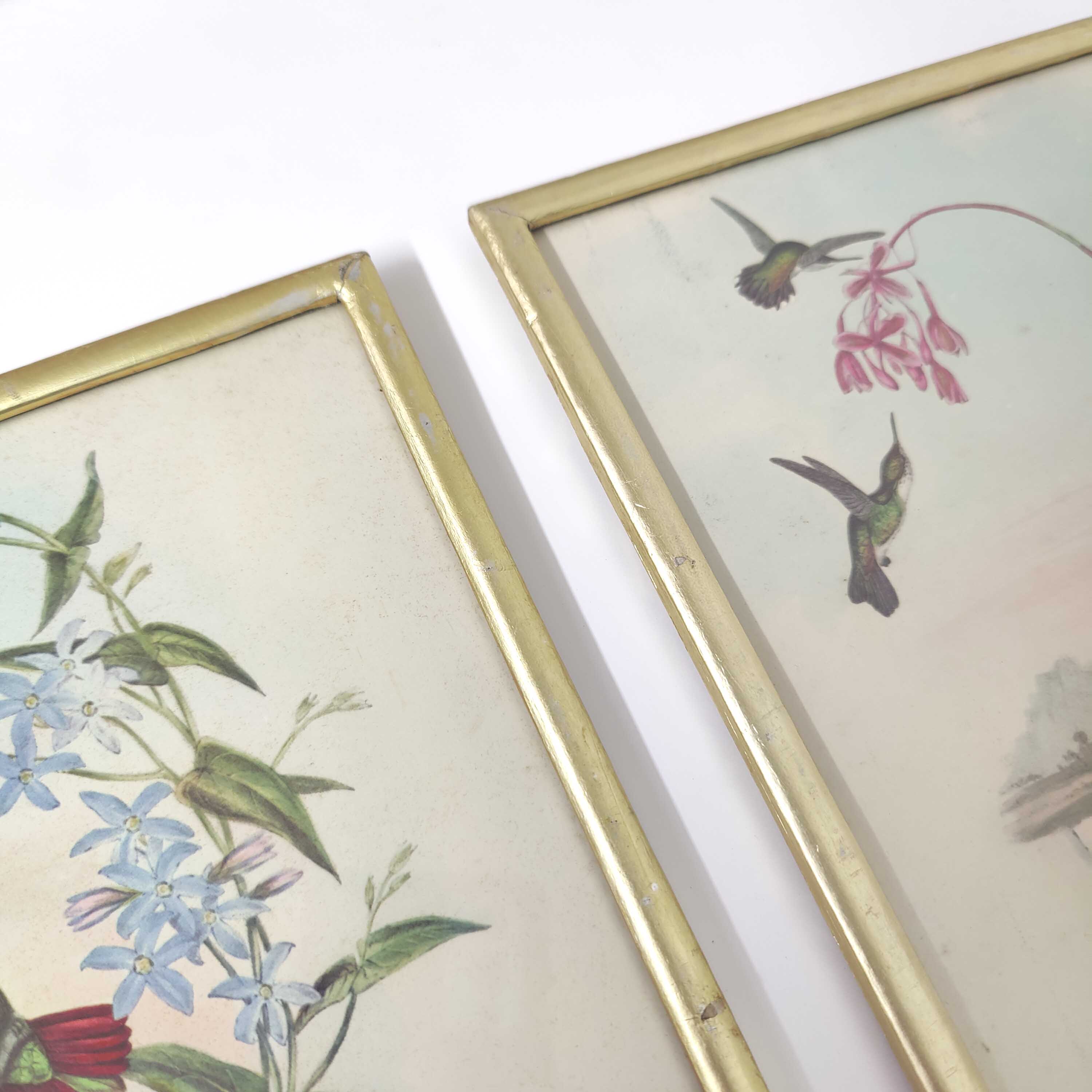 Lot 2 Bird lithographs by J. Gould and H-C Richter golden frame