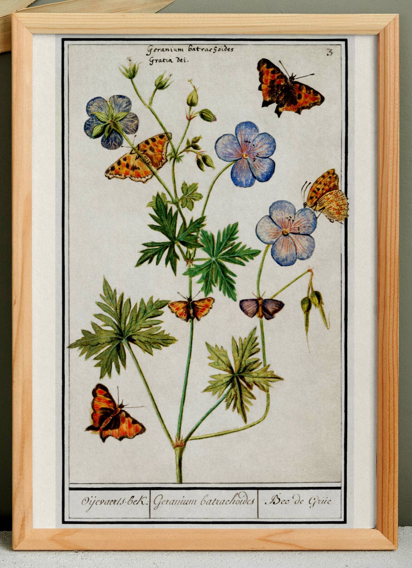 Small poster on “Geranium and butterflies”, after an old engraving