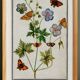 Small poster on “Geranium and butterflies”, after an old engraving