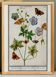 Small poster on “Geranium and butterflies”, after an old engraving