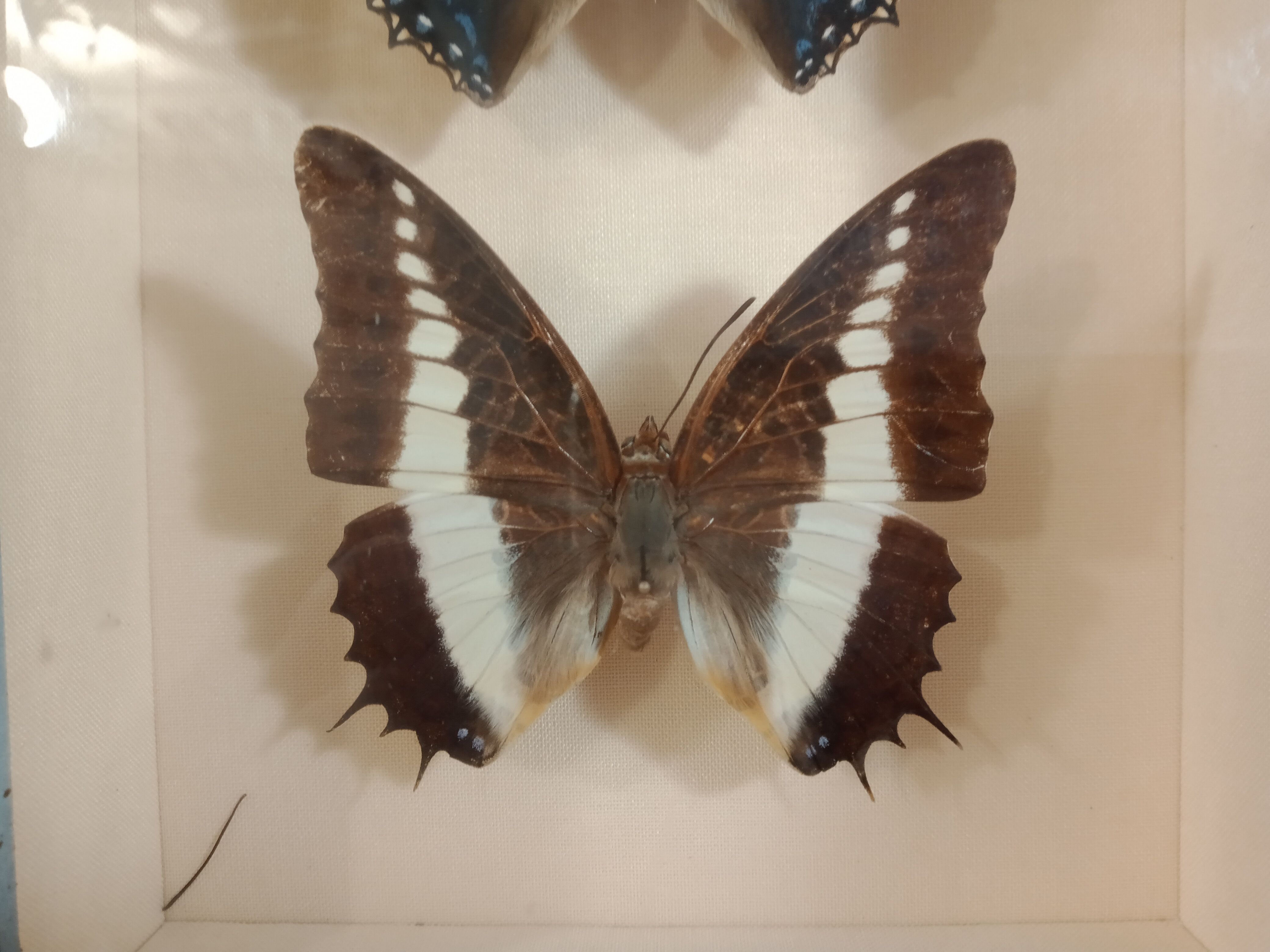 Lot of three Nymphalidae butterflies