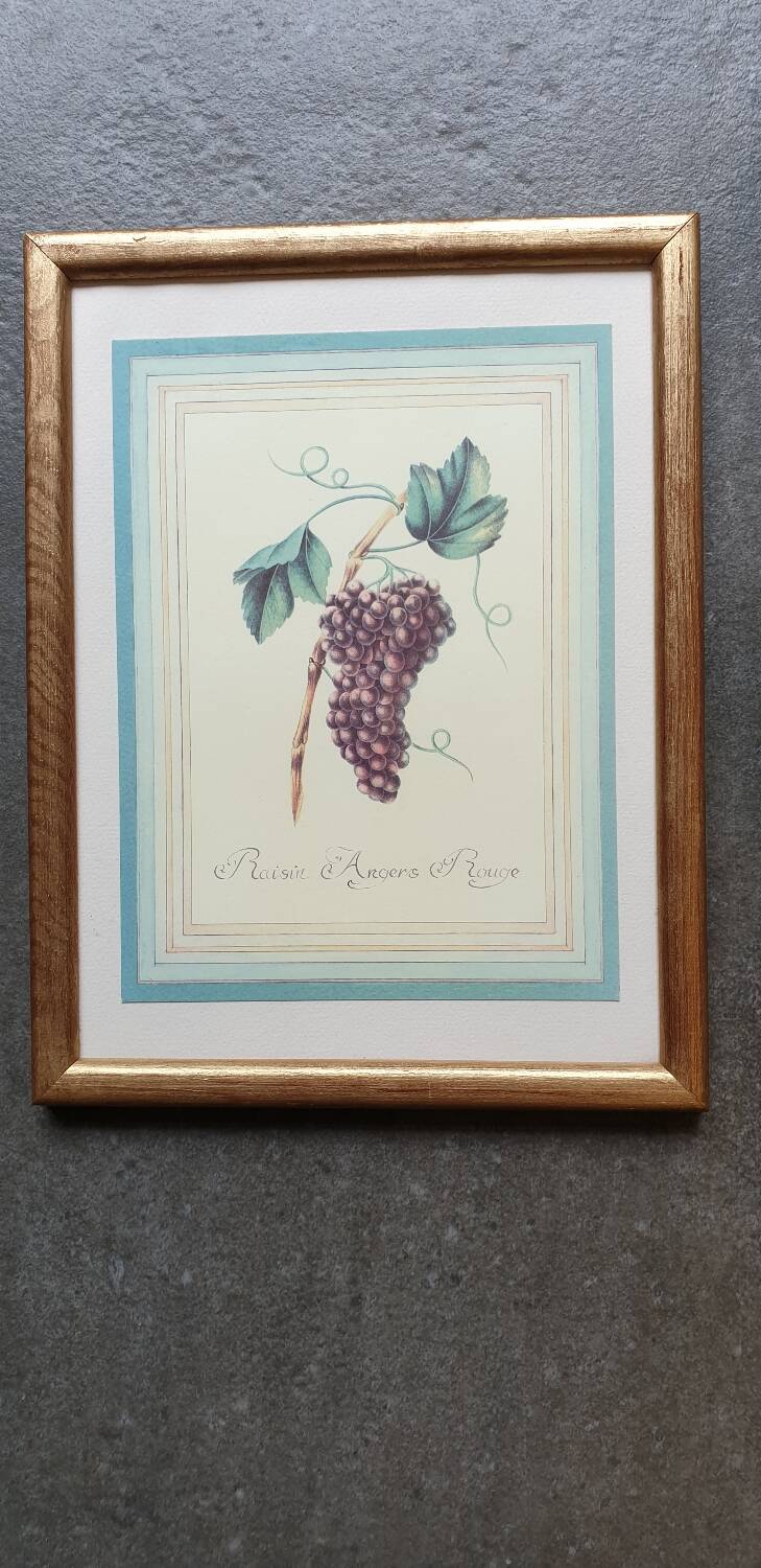Planche botanique raisin d'Angers