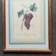 Planche botanique raisin d'Angers
